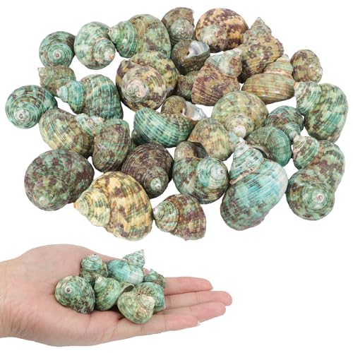 TaoQ C 30 PCS+ Small Conch Shells Natural Sea Shells 1.5-2 Green Ocean Conch Shells Small Sea Shells for Crafts Wedding Decor Beach Theme Party Fish Tank and Vase Filler