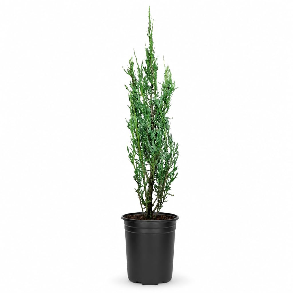Blue Arrow Juniper in a 4-inch pot