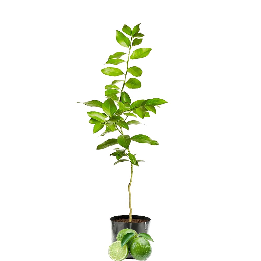 IXORA Lemon Kagzi All Time Nimbu Variety Lime Fruit (Air Layering/Grafted) Live Plant & Tree(1-2 Ft Size)