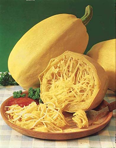 Risitar Graines - 10pcs Courgette Spaghetti végétal productive, Graines de légumes Plantes vivaces résistante au froid Cover