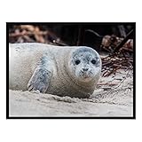 Vero Home 17567 Fußmatte | Motiv Reisen Kegelrobbe | Für Ihren Eingangs-Bereich | Maße: 80 x 60 cm