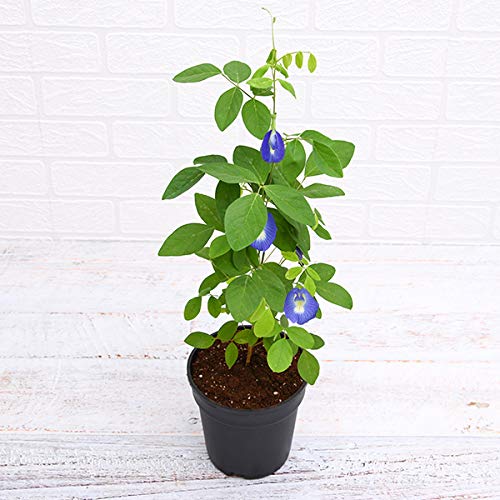 Artful Creature Live Plant Aparajita Clitoria Ternatea Asian Pigeonwings Butterfly Pea Medicinal Flower Plant (B0B5PDJ6M8) Amazon Price History, Amazon Price Tracker