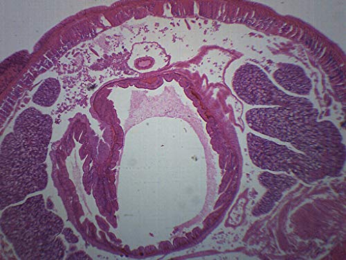 Earthworm, Cross Section - Prepared Microscope Slide - 75 x 25mm - Biology & Microscopy - Eisco Labs