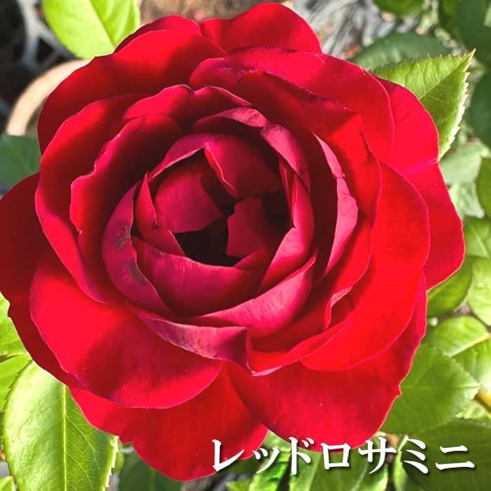 四季咲きスタンダードローズ　ロイヤルピンク Amazon.co.jp: 母の日 プレゼント 2025年 四季咲き バラ 【6品種