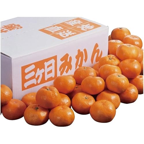 2025NΕW ÉY OP݂ YO-569