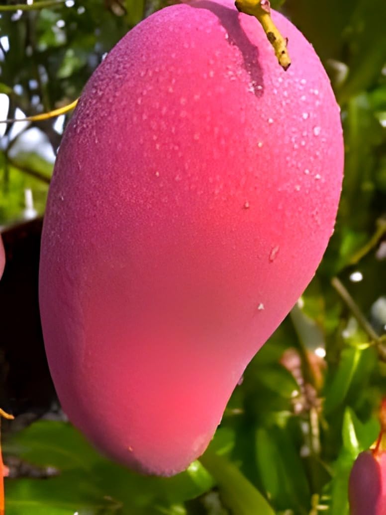 See full amazon price history chart for PAJUSDYASI-Healthy Hybrid Sweet & Testy Sindhu Mango Fruit plant Tree || For Home Garden Outdoor & Indoor Plant. PAJUSDYASI-Healthy Hybrid Sweet & Testy Sindhu Mango Fruit plant Tree || For Home Garden Outdoor & Indoor Plant. (B0DF74TRBM) Amazon Price History, Amazon Price Tracker