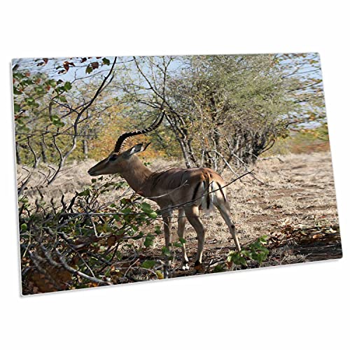 3dRose South African Impala with Horns - Desk Pad Place Mats