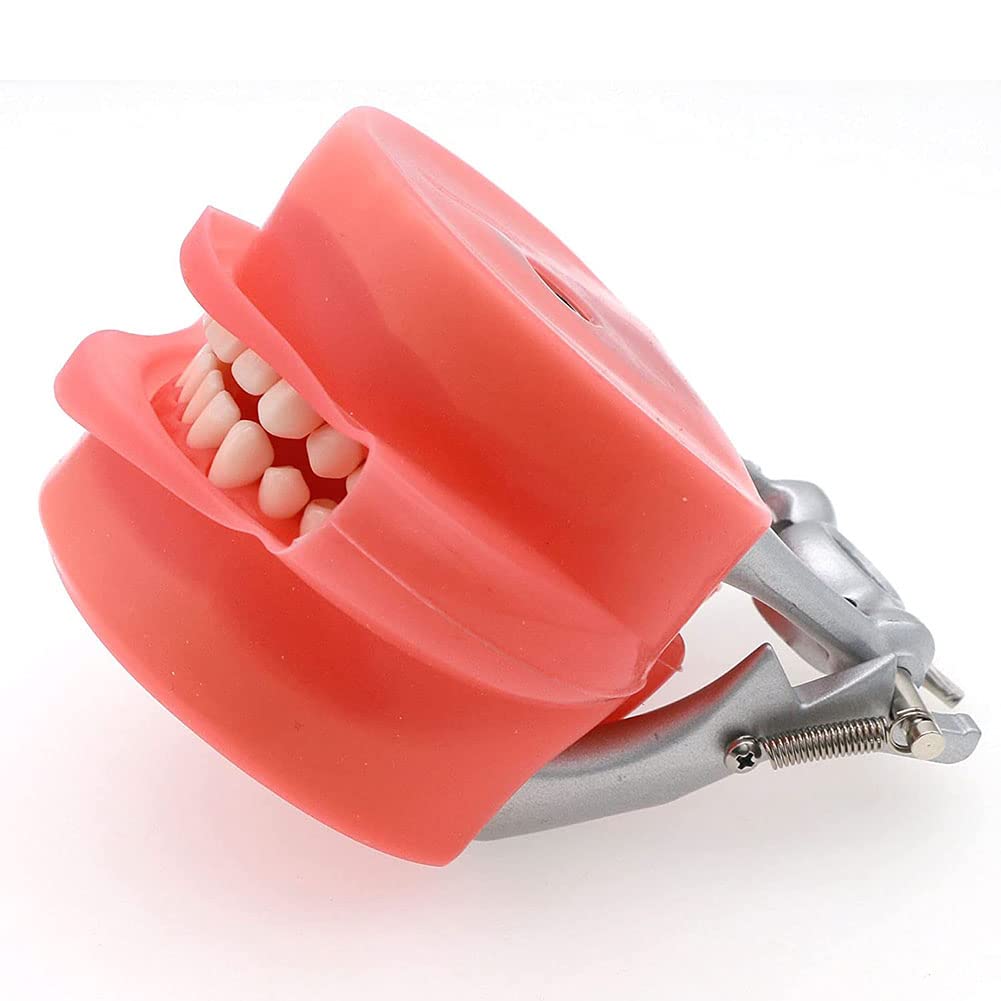 Testa di manichino simulatore dentale con 32 denti rimovibili, guancia realistica per allenamento e insegnamento, modello standard per studio e pratica
