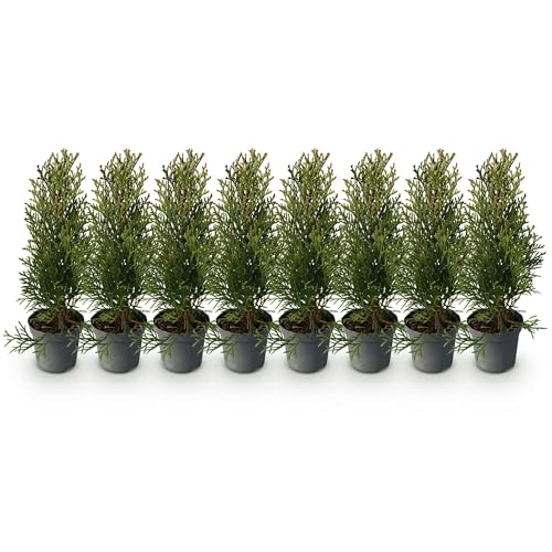 GreenboutiQ - Plantes de haie - Thuja occidentalis Smaragd - feuillage vert - 8 plantes - 1 mètre linéaire - toujours vert - pot 9cm hauteur 25cm