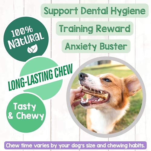Image of Nature Gnaws Small Bully Sticks for Dogs 5-6 inch (15 Count) - Long Lasting for Light Chewers and Puppies - Natural Thin Beef Dog Chew Bones - Rawhide Free