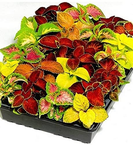 Paudha Coleus Rainbow Mix Herb pack of 40 seeds (B09NKZZFY4) Amazon Price History, Amazon Price Tracker