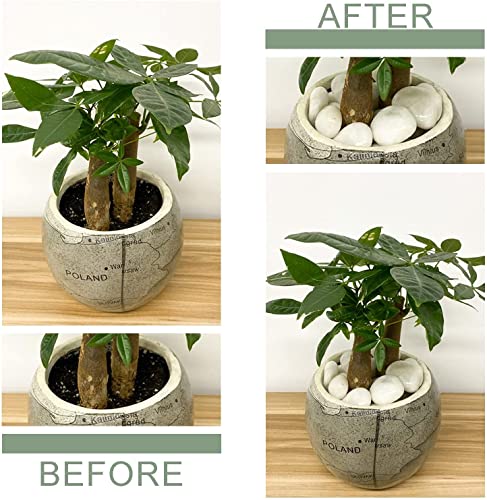 Image of 5Kg Natural Polished White Pebbles (White Polished) Smooth for Plants, Aquariums,Terrarium,Succulents,Garden Pots,Bamboo Plants & Multi Purpose Pack (5 Kg, 30-50 mm, White Polished)