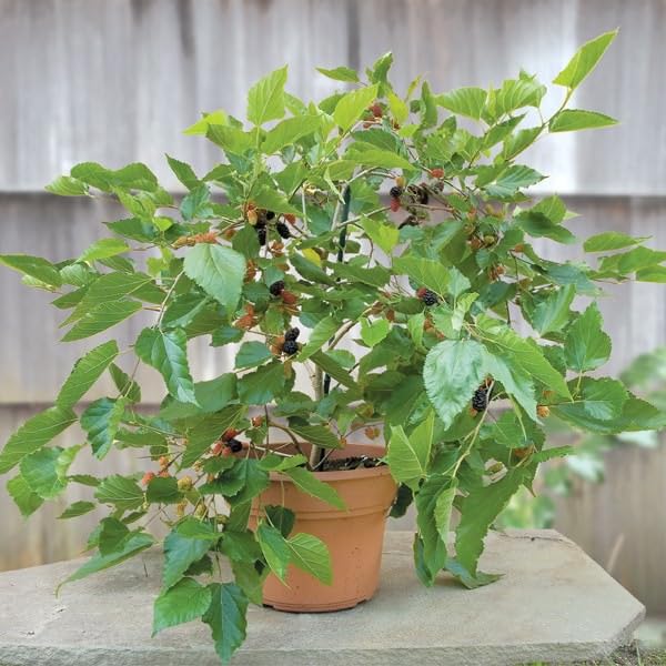Cloud Farm Live Exotic Air Layered Healthy Shahtoot/Mulberry Fruit Plant, Pack of 1 CF_63 (B0BNXFGLGW) Amazon Price History, Amazon Price Tracker