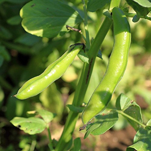 Mountain Valley Seed Co Broad Windsor Fava Bean Seeds 30 g Packet ~18 Seeds