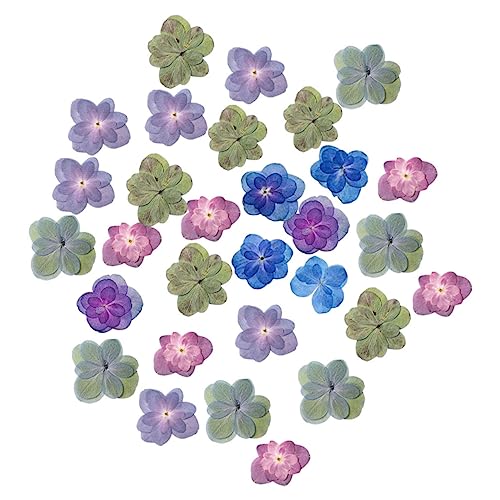 30 flores secas prensadas de hortensia para manualidades