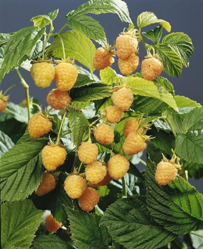 Rubus idaeus 'Golden Queen' 30-40 cm – Winterhart, Mehrjährig & Pflegeleicht – Gelbe Himbeere – Beerenstrauch für Garten & Kübel