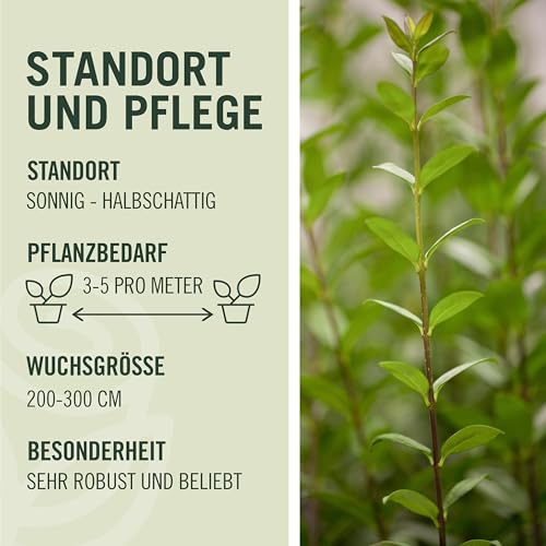 Garten-Schlüter® Wintergrüner Liguster Atrovirens, 40-60 cm geliefert im Container - Ligustrum vulgare als Ligusterhecke - schnellwachsend, pflegeleicht, robust, immergrün - Heckenpflanze