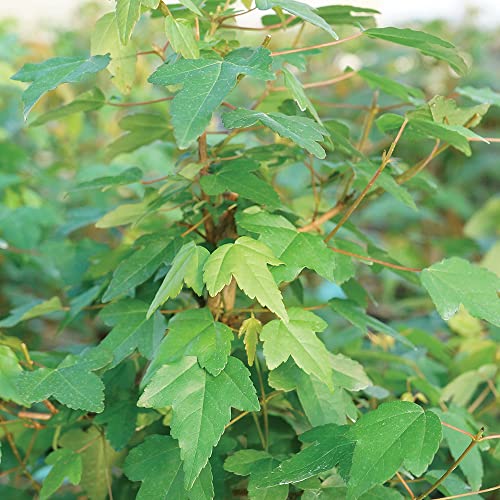 Maple Live Bonsai Tree