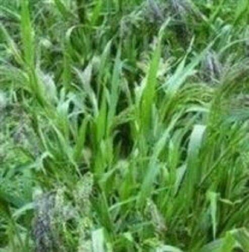 Wafer Grasses - Panicum violaceum, Panic Grass - 500 Seeds