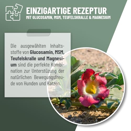 ReaVET Gelenk Liquid Tropfen für Hunde & Katzen – mit Glucosamin, MSM I zur Unterstützung der Beweglichkeit I Gelenk-Tropfen statt Gelenktabletten Gelenkpulver für Gelenke & Knochen