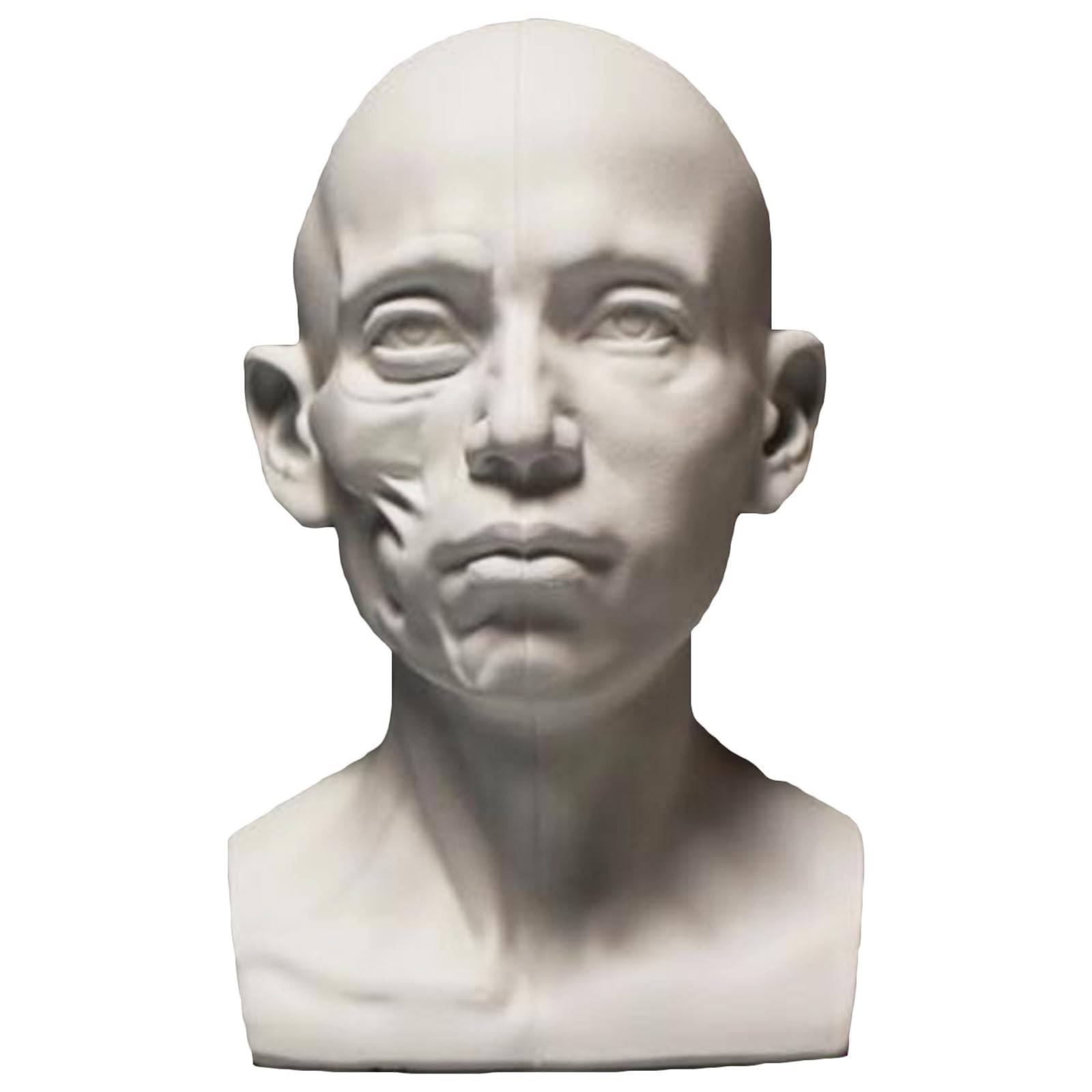Fxnfxla Generic Planar Head Model, Human Skeleton Head Skull Model, Artists Learn Planes Of Face, Skull Muscle Plane Head For Medical And Artistic Drawing Sketching Painting