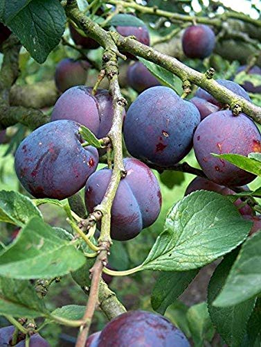 Mphmi Nurseryplant Dwarf Rare Hybrid Aloo Bukhara Plum Tropical Fruit Plant Live (B09NMHMGBZ) Amazon Price History, Amazon Price Tracker
