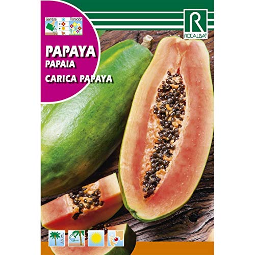 Semillas de Papaya Carica papaya - Calidad y Versatilidad ?