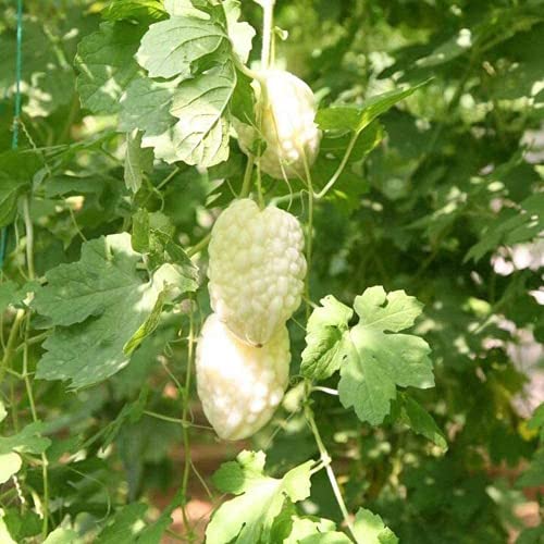 20 Stuks Bittere Kalebas Zaden Voor Tuin Binnenplaats Boerderij Aanplant Jaarlijkse Gezondheid Non-GMO Verse Groente… - Afbeelding 3