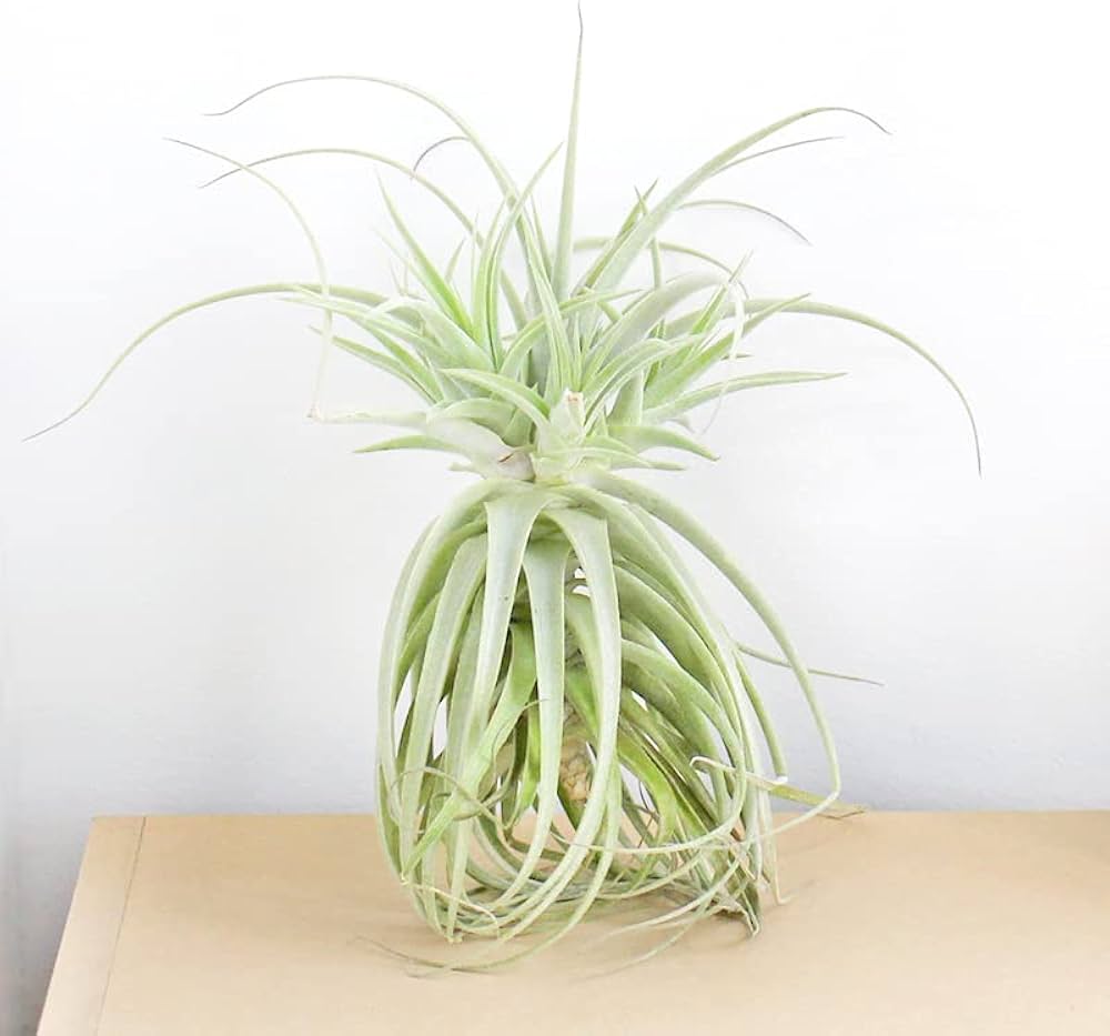 海外販売× 【現品】エアプランツ チランジア・プルプレア (34