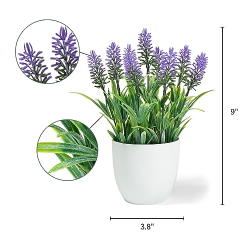 Mejores review On-line Lavanda planta precio tabla con los diez mejores. 8 Imagen adicional