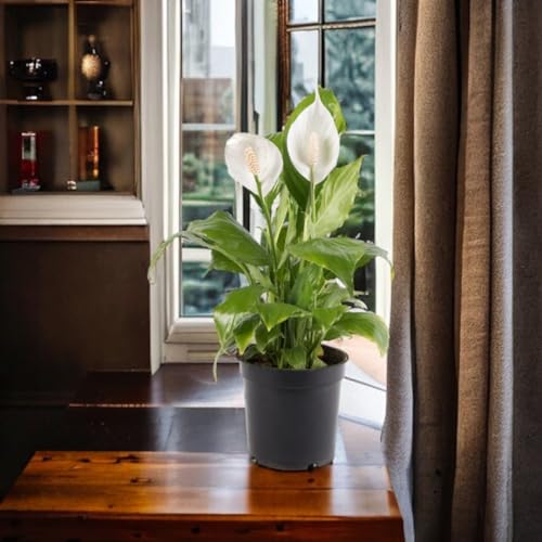 Image of Amulya FARMS & NURSERY Air Purifying White Peace Lily (Spathiphyllum) Indoor Live Plants for Living Room, Home, Office, Table, Desk Decor items | Small Size - Black Pot Included (Single Lily)