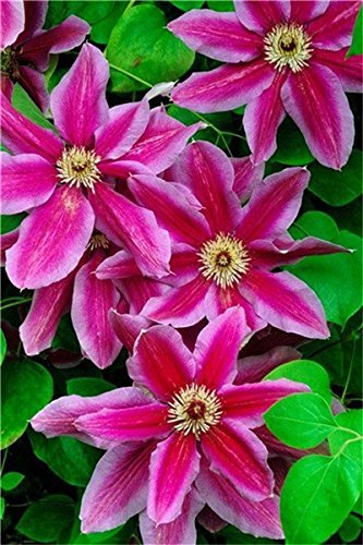 vegherb Hot 2 Pz Reale Clematis Bulbi, (Non Clematis Semi), Bonsai Bulbi da Fiore perenni pianta rampicante Fiori Clematis Bulbous Root 4