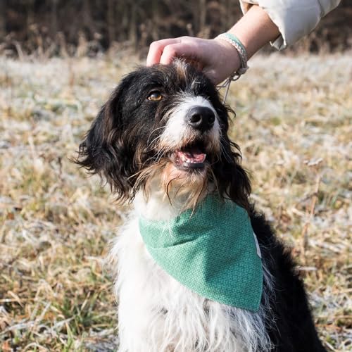 Pettsie Hundehalstuch mit Halsband und Freundschaftsarmband, Verstellbare Größen S, M, und L, Abnehmbares Bandana Tuch, Attraktive Verpackung, Hundeliebhaber, L, Grün