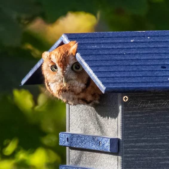 Ultimate Poly Screech Owl or Saw-Whet Owl House Nesting Box 082045032970-Poly