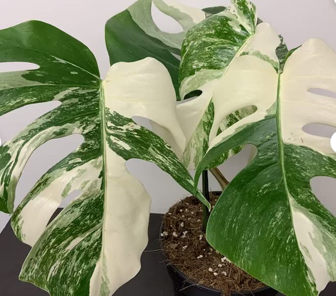 White tiger Variegated Monstera Albo Seeds, Deliciosa Monstera rare seeds