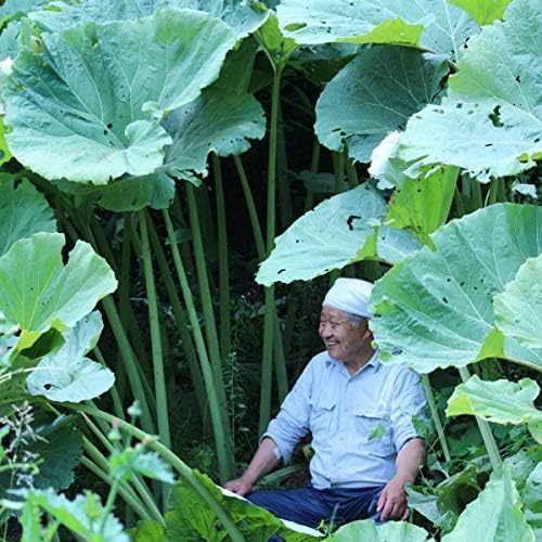 予約受付中▼アキタフキ 素掘り苗 山菜苗/秋田蕗▼紫桜館山の花屋 (素掘り苗5株)のサムネイル