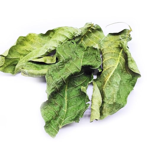 25 STK. Premium Nano Walnussblätter Grün ganz (je 4-8cm) - Laub für Aquarium & Terrarium  Garnelen, Schnecken, Krebse, Welse | 3 in 1 = Futter, Versteck & Wasseraufbereitung