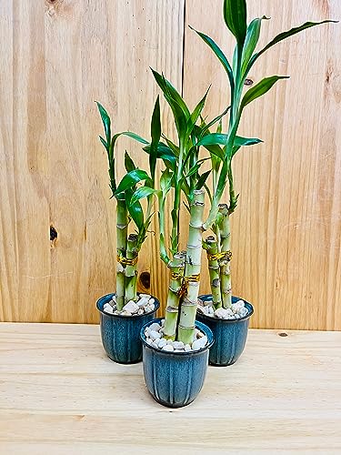 Generic Lucky Bamboo 6 Inch6 Inch8 Inch In Premium Ceramic Vase Blue Motiv Cup Vase thumb #2
