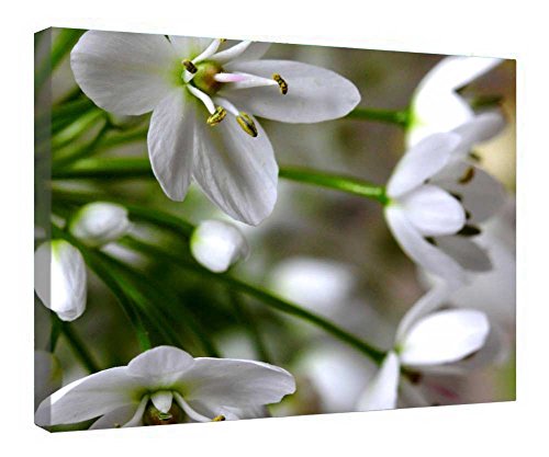Impression sur toile Innocence blanche avec cadre en bois premium