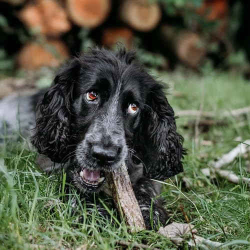 SKIPPER'S Fish Skin Dental Sticks - Natural Dog Dried Treats, Low in Fat Healthy Chews, Long Lasting Grain Free Dog Treat | White-Fish Skin Sticks For Dogs (Regular, 250g) - Image 5