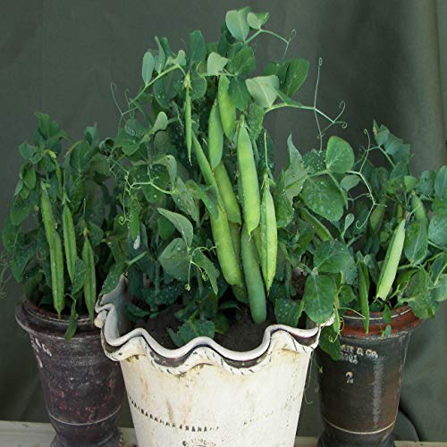 Patio Pea - Tom Thumb Half Pint 20 Seeds