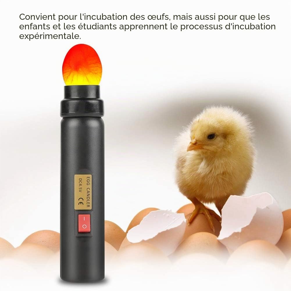 Mire oeuf LED pour incubateur, test fertilité, indicateur ponte, fiche EU, haute précision
