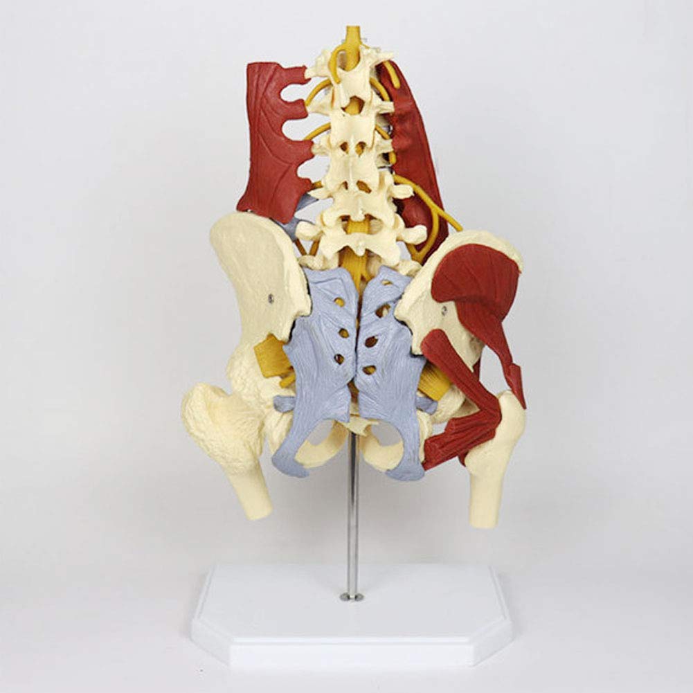 Buy Human Anatomical Model Vertebral Pelvis Spine s Modelmedical