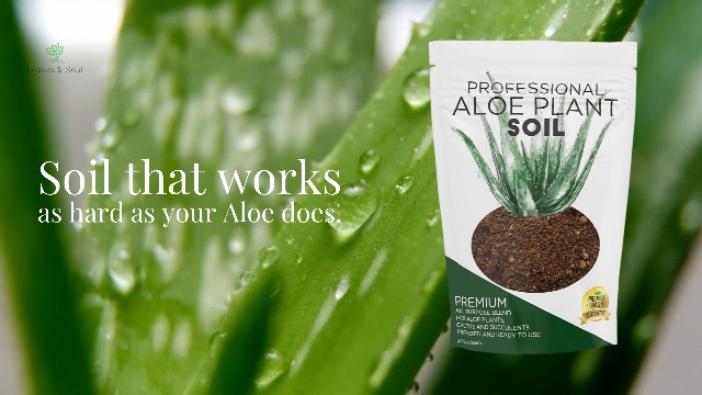 Amazon.com : Professional Aloe Plant Soil Mix Large 2.2 Quarts Ready to  Use, Premium Potting Soil for Aloe Vera Cactus Succulent Plants, Fast  Draining Blend Pinebark Peat Course Sand Indoor Made in