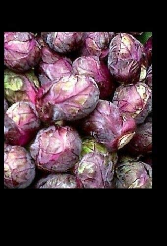 3 Live 2-4\" inch Seedlings Falstaf RED Brussels Sprouts Keeps Color! Rare