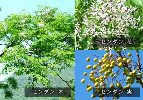 Amazon.co.jp: ㈲生物資源研究所 センダンα 50本セット : 食品・飲料・お酒 Amazon.co.jp: ㈲生物資源研究所 センダンα 50本セット : 食品・飲料・お酒