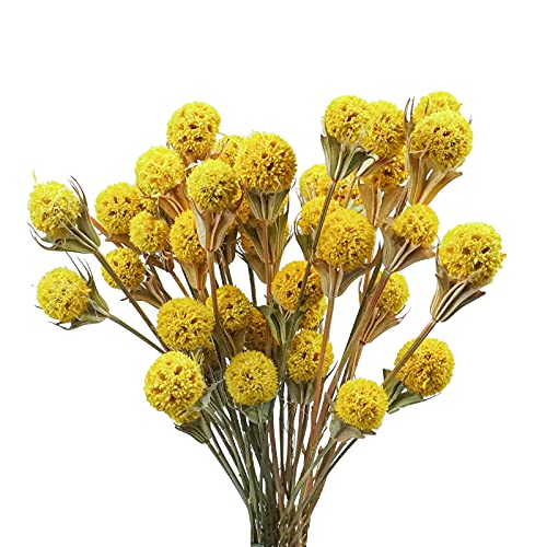 Uieke 36Pcs Natural Dried Flowers Dried Craspedia Billy Balls Flowers Billy Button Balls Flowers 17.5â€™â€™ Fake Yellow Flowers Bouquet for DIY Farmhouse Wedding Party Home Office Decor