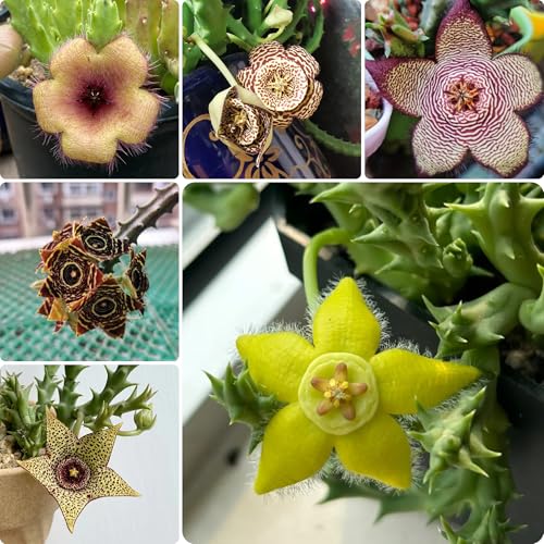 semillas de plantas carnívoras flores suculento maceta decoración floral plantas de oficina semillas flores exóticas maceta jardín interior balcón con camas elevadas suculentas 200pcs