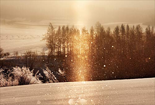 yAmazon.co.jp zTs[W߂ Vh̋u |XgJ[h3Zbg P3-119