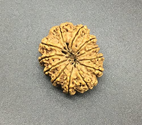 Amazon.co.jp: 12 ムキネパール ルドラクシャ 30.11mm 5.23 GMS/12面